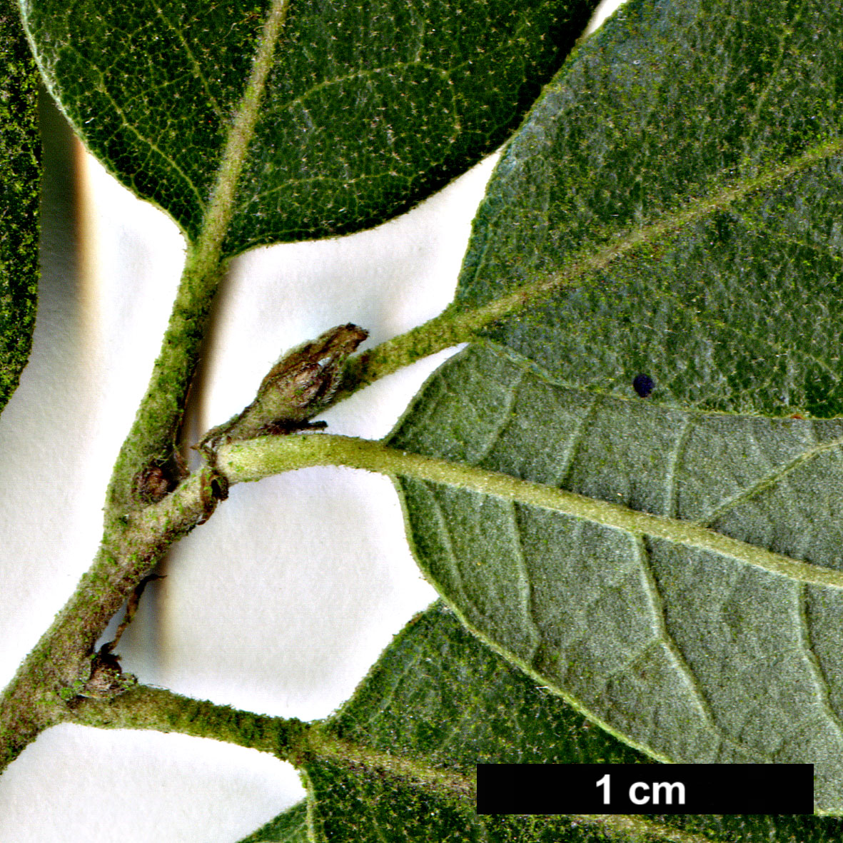 High resolution image: Family: Fagaceae - Genus: Quercus - Taxon: ×hispanica - SpeciesSub: 'Diversifolia' (Q.cerris × Q.suber)